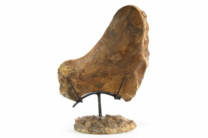 Plesiosaur Ischium Bone on Ammonite Stand - Asfla, Morocco #253133